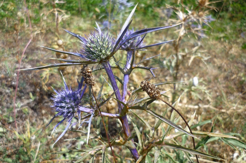 Che pianta è? Eryngium amethystinum